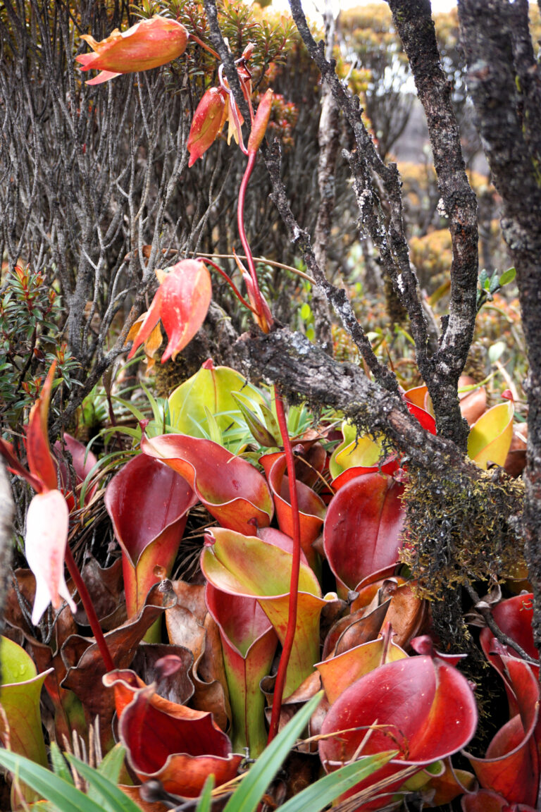Monte Roraima - Flora